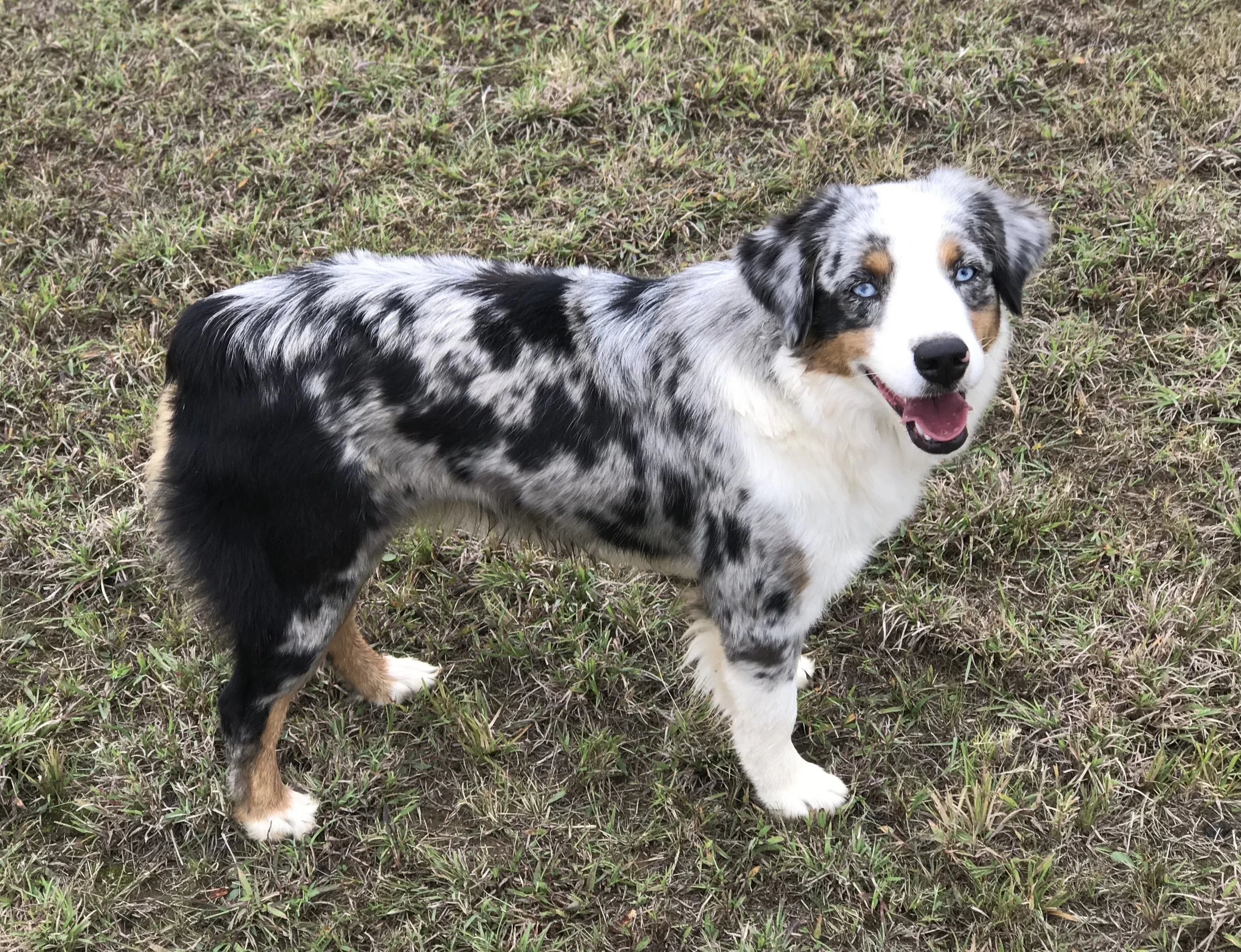 Aussiedoodle australian deals shepherd